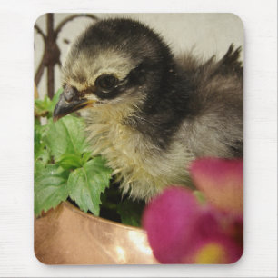 Frizzle Chick in Flowers Muismat