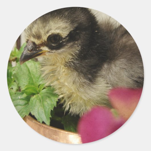 Frizzle Chick in Flowers Ronde Sticker (Voorkant)