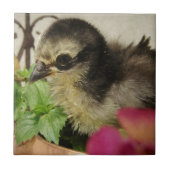 Frizzle Chick Tegeltje (Voorkant)