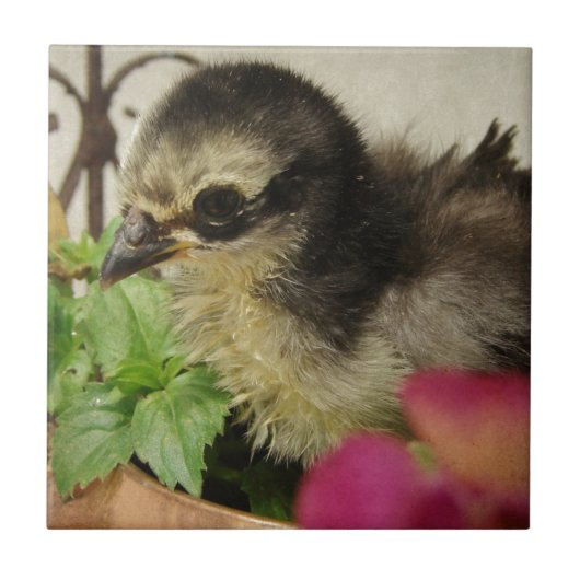 Frizzle Chick Tegeltje (Voorkant)