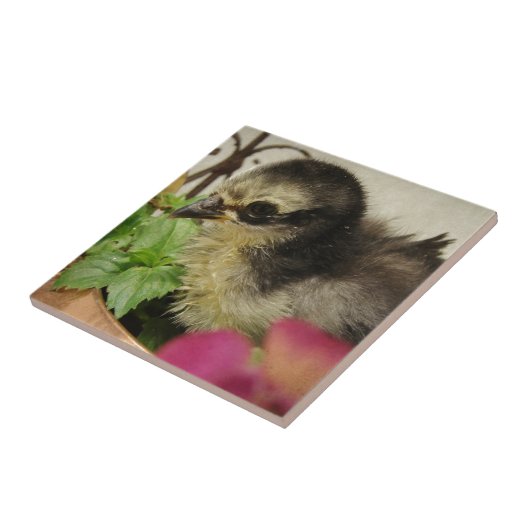 Frizzle Chick Tegeltje (Zijkant)