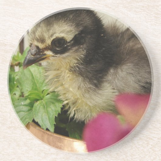 Frizzle Chick Zandsteen Onderzetter (Voorkant)
