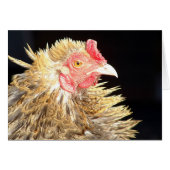 Frizzle Roo (Voorkant Horizontaal)