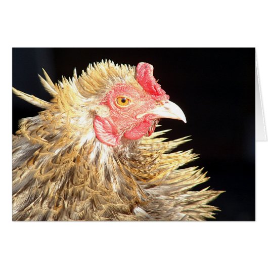 Frizzle Roo (Voorkant Horizontaal)