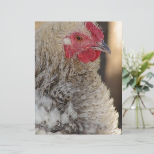 Frizzle Rooster (Staand voorkant)