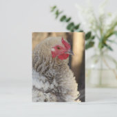 Frizzle Rooster Briefkaart (Staand voorkant)