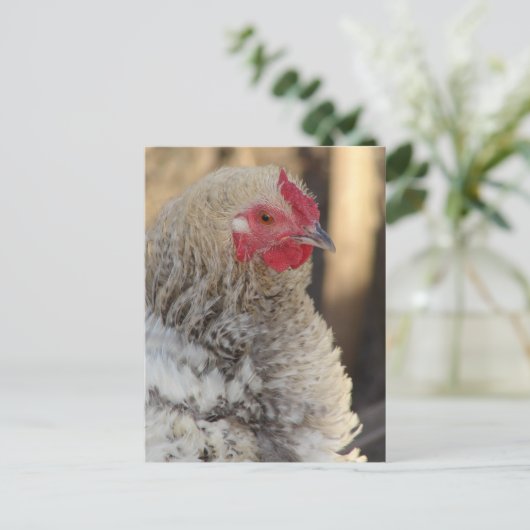 Frizzle Rooster Briefkaart (Staand voorkant)