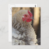 Frizzle Rooster Briefkaart (Voorkant / Achterkant)