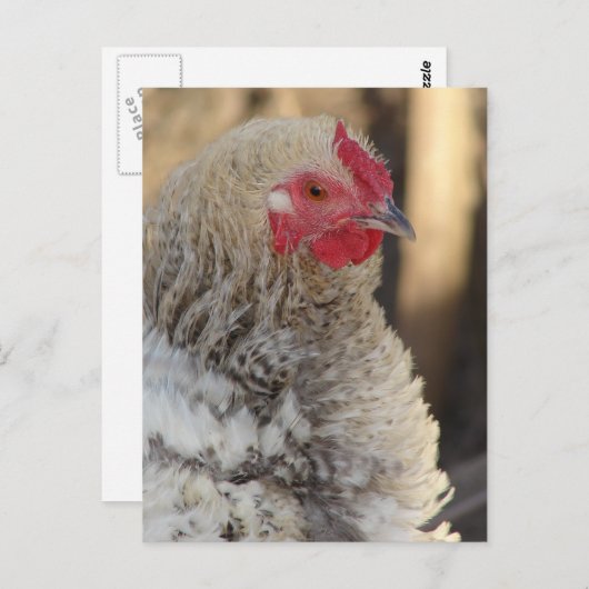 Frizzle Rooster Briefkaart (Voorkant / Achterkant)