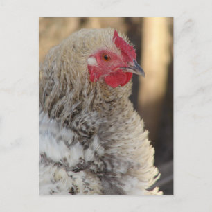 Frizzle Rooster Briefkaart