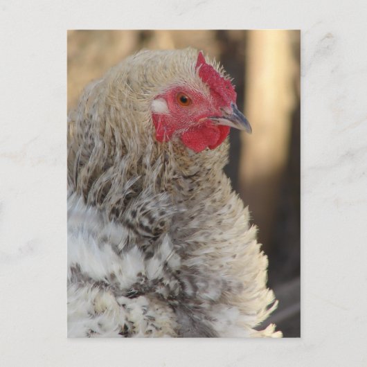 Frizzle Rooster Briefkaart (Voorkant)