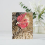 Frizzle Rooster Briefkaart (Staand voorkant)