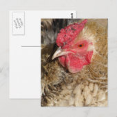 Frizzle Rooster Briefkaart (Voorkant / Achterkant)