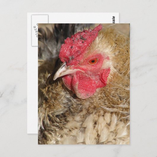 Frizzle Rooster Briefkaart (Voorkant / Achterkant)