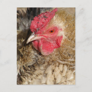 Frizzle Rooster Briefkaart