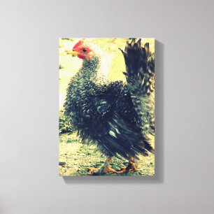 Frizzle Rooster Canvas Afdruk
