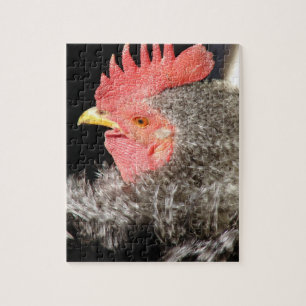 Frizzle Rooster Legpuzzel