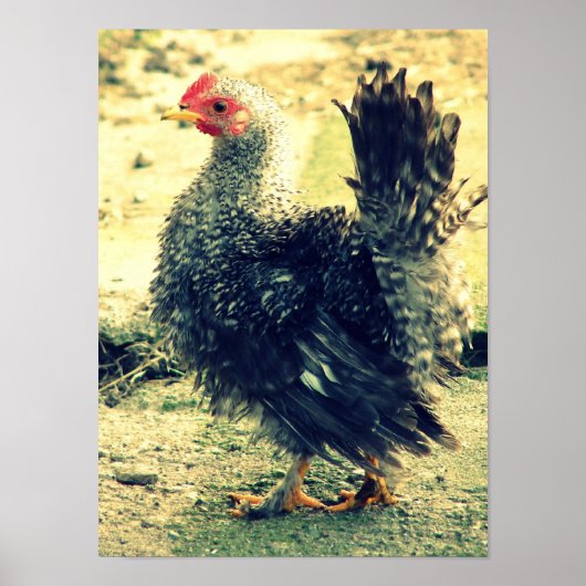 Frizzle Rooster Poster (Voorkant)