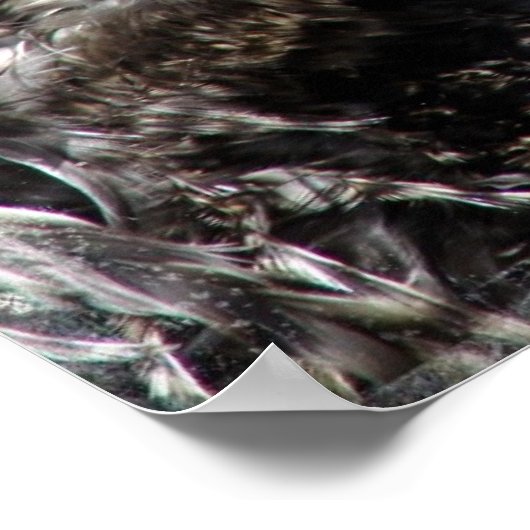 Frizzle Rooster Poster (Hoek)