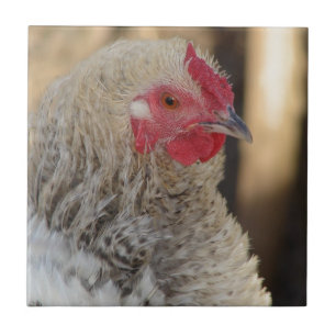 Frizzle Rooster Tegeltje