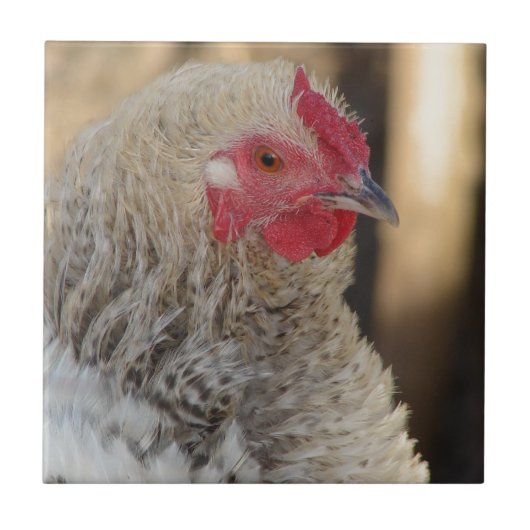 Frizzle Rooster Tegeltje (Voorkant)