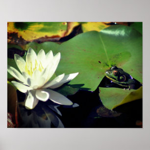 Frog Admiring Water Lily Poster