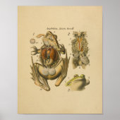 Frog Anatomy Print Paul Pfurtscheller (Voorkant)