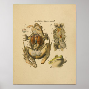 Frog Anatomy Print Paul Pfurtscheller