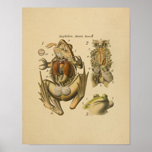 Frog Anatomy Print Paul Pfurtscheller (Voorkant)