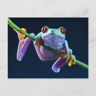 Frog Briefkaart