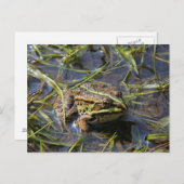 Frog in river briefkaart (Voorkant / Achterkant)
