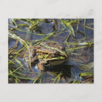 Frog in river