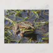 Frog in river briefkaart (Voorkant)