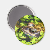 FROG MAGNEET (Voorkant / Achterkant)