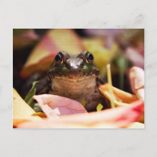 Frog Princess Briefkaart