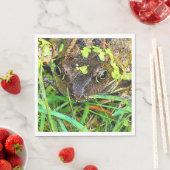FROG SERVETTEN (Insitu)