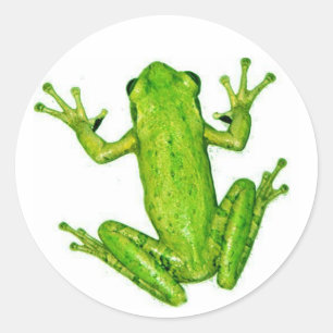 Frog Tropical Rainforest Tree Frog Sticker Art