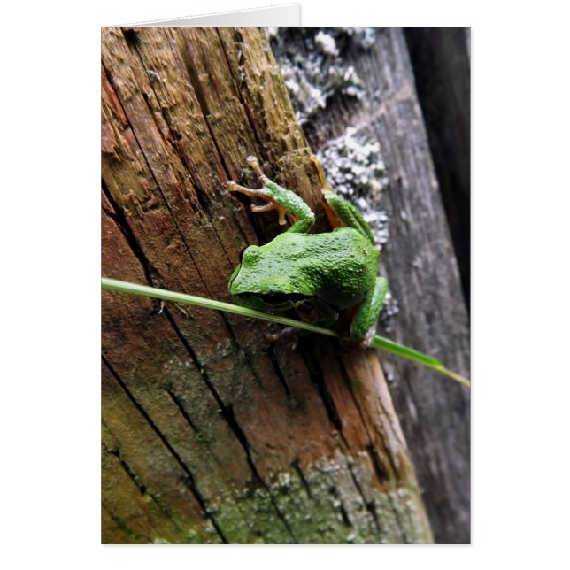 Froggy v (Voorkant)