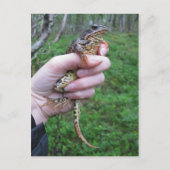 Froggylicious! briefkaart (Voorkant)