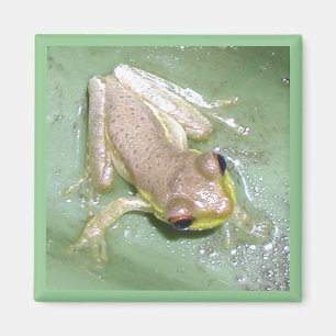 Froglet Magneet