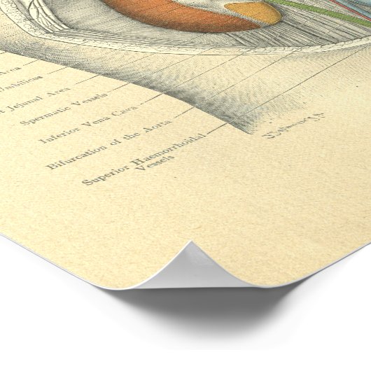  Frohse Anatomie Abdomen Nieren Poster (Hoek)