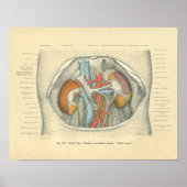 Frohse Anatomie Abdomen Nieren Poster (Voorkant)