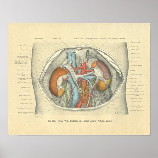 Frohse Anatomie Abdomen Nieren Poster (Voorkant)