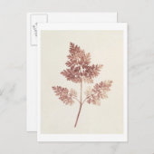 Fronds of Leaves, 1843 (foto) Briefkaart (Voorkant / Achterkant)