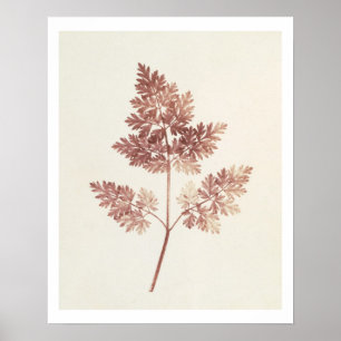 Fronds of Leaves, 1843 (foto) Poster