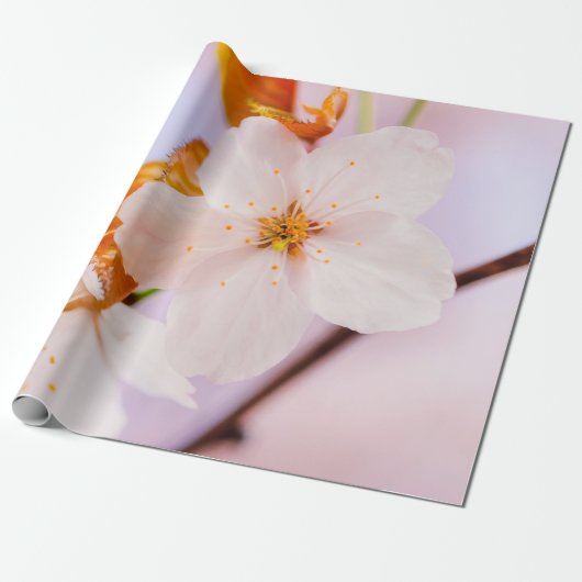 Frontaal Uitzicht van de Sakura-ventilator in het  Cadeaupapier (Uitgerold)