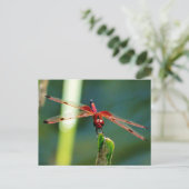 Frontale rode en zwarte dragonfly briefkaart (Staand voorkant)