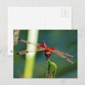 Frontale rode en zwarte dragonfly briefkaart (Voorkant / Achterkant)