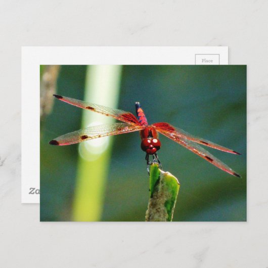 Frontale rode en zwarte dragonfly briefkaart (Voorkant / Achterkant)