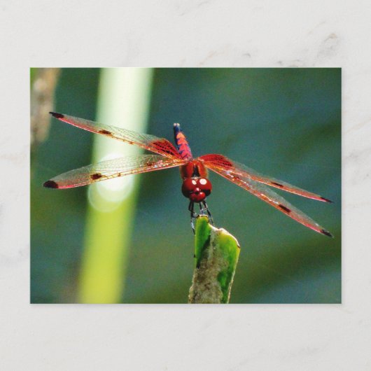 Frontale rode en zwarte dragonfly briefkaart (Voorkant)